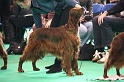 Crufts2011 761